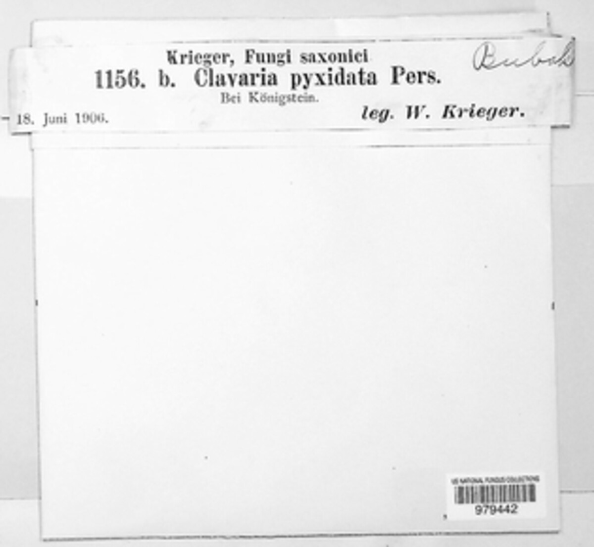 Artomyces pyxidatus image